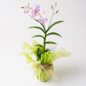 Orquídea Phalaenopsis Rosa